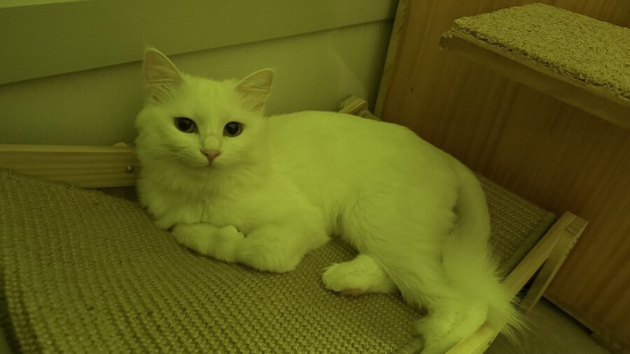 너넨 고양이 키우지마라_9.jpg