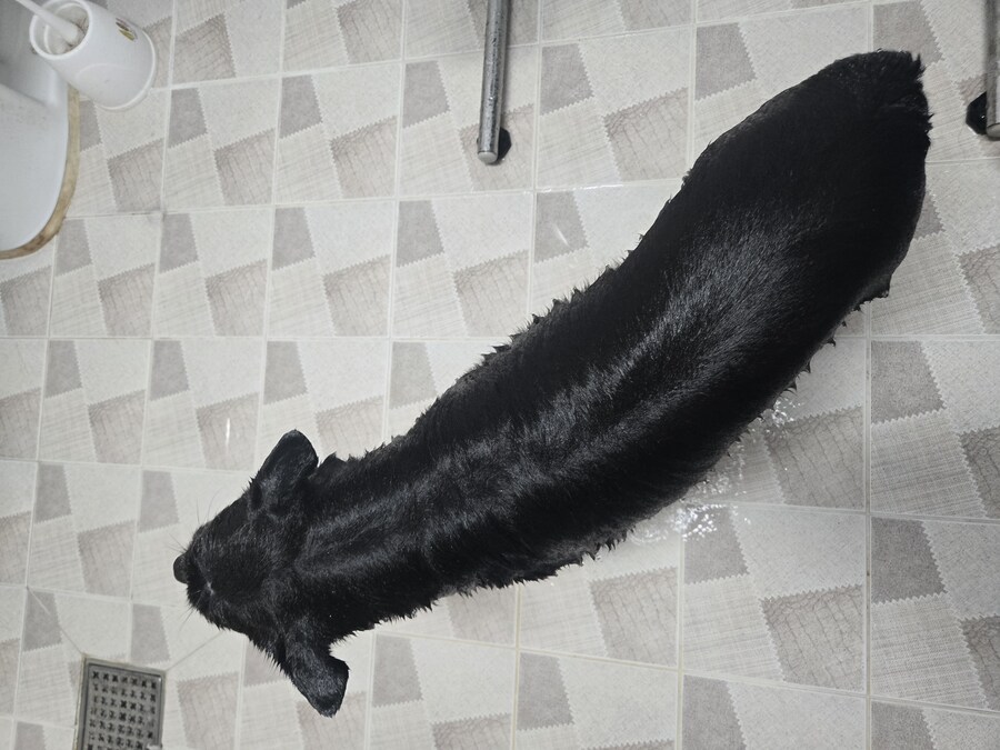 우리집 댕댕이 가지 닮았음_2.jpg