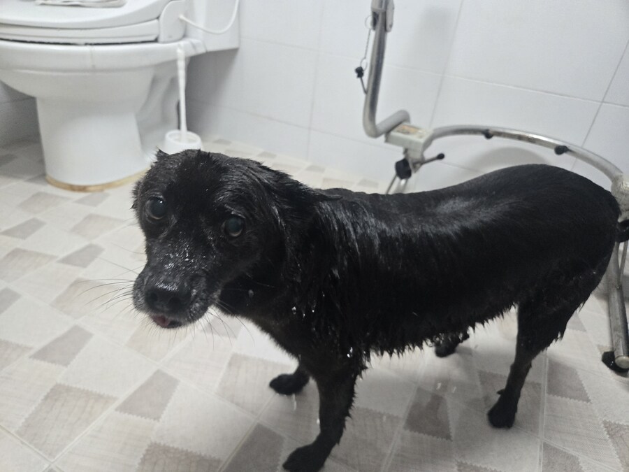 우리집 댕댕이 가지 닮았음_3.jpg
