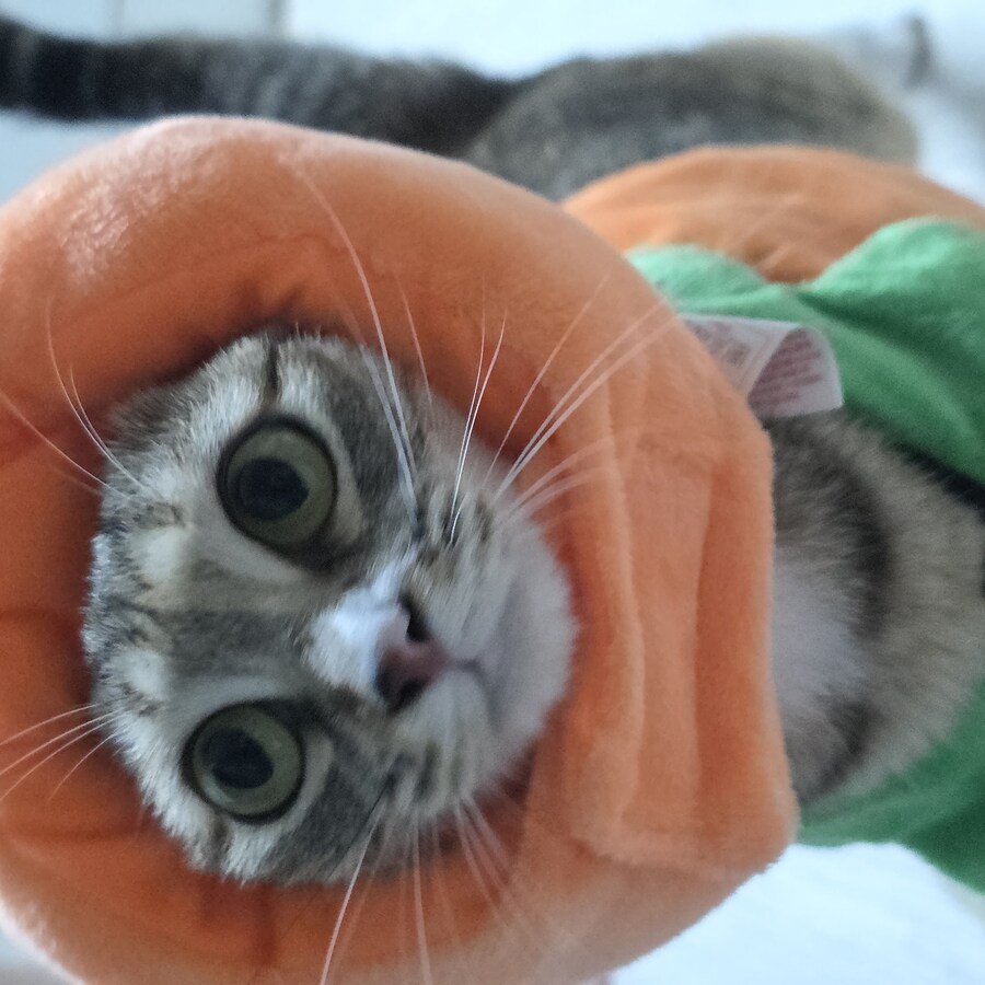 울집 껄룩이 중성화했다_4.jpg