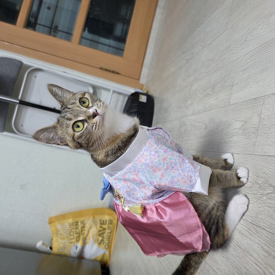 울집 껄룩이 중성화했다_5.jpg