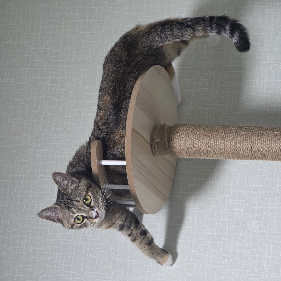 울집 껄룩이 중성화했다_1.jpg