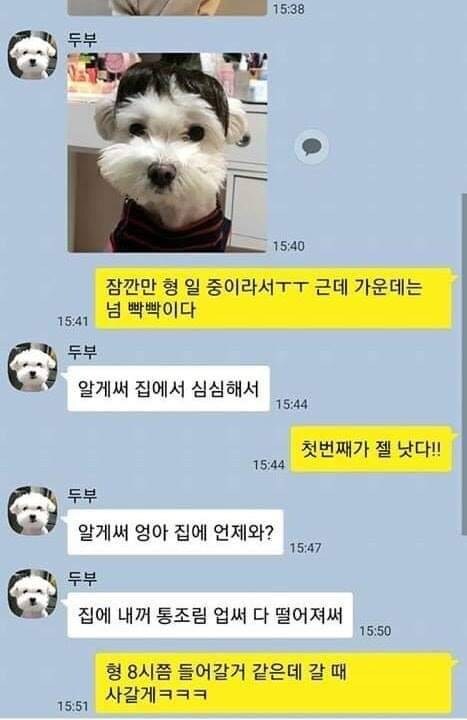 댕댕이랑 카톡할수 있다면.jpg_2.jpg
