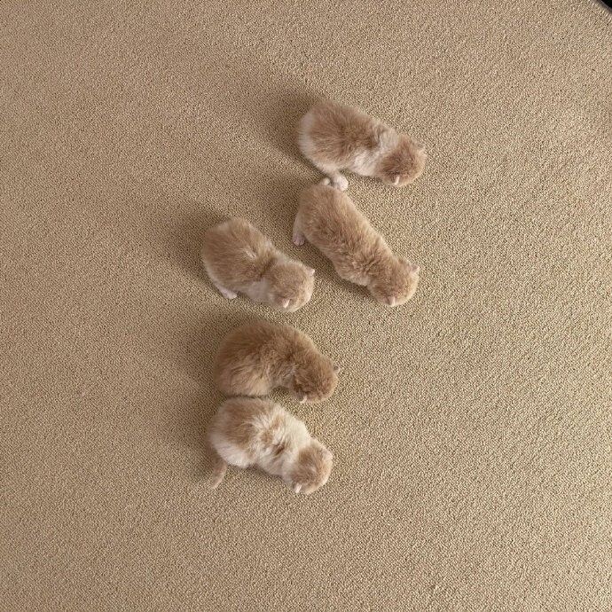 누가 인절미를 다섯조각이나 흘리고갔나봐.jpg_1.jpg