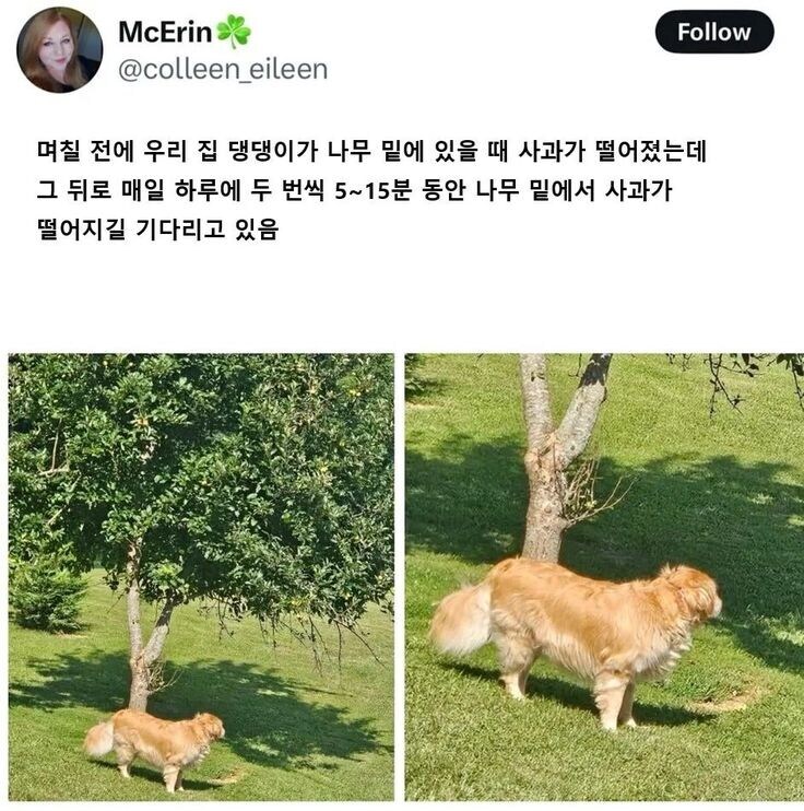 강아지 계의 뉴턴_1.png