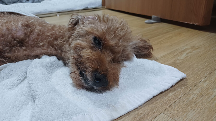 14년 키운 강아지가 오늘 새벽3시 강아지별로 떠났음_1.jpg
