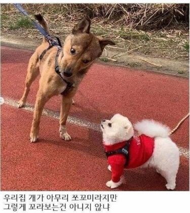 우리집 개가 쪼꼬미라지만..._1.jpg