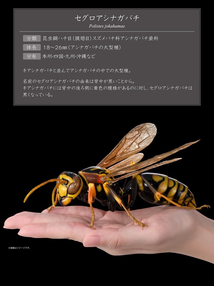 [반다이가샤폰] 생물대도감 어드밴스 쌍살벌_8.jpg