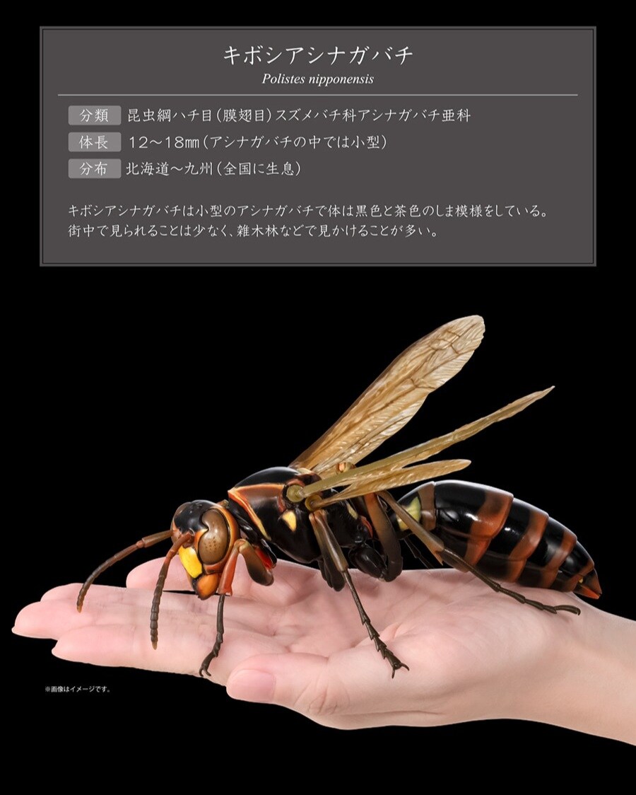 [반다이가샤폰] 생물대도감 어드밴스 쌍살벌_11.jpg