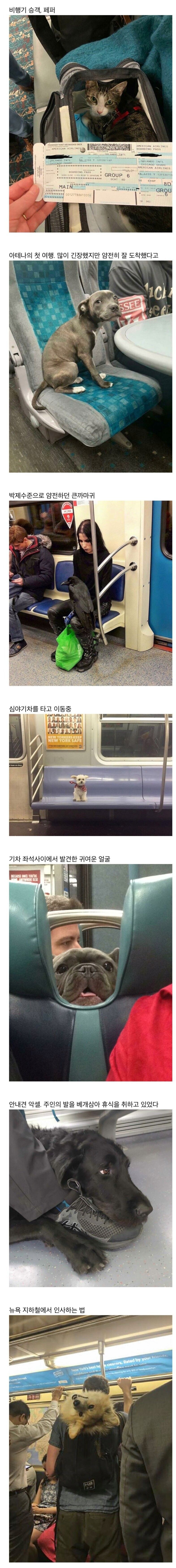 대중교통 안에서 만난 특이한 승객들_1.png