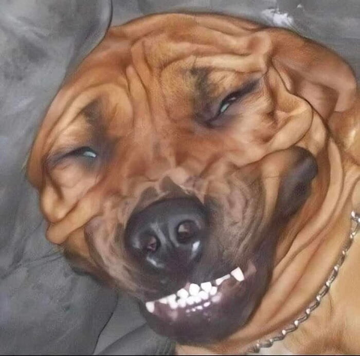 바키에서나 나올 법한 개_1.jpg