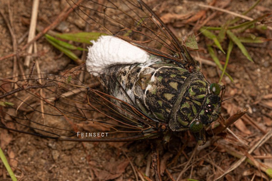 [곤충][기생주의]매미에 기생하는 나방입니다._1.jpg