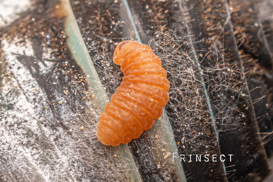 [곤충][기생주의]매미에 기생하는 나방입니다._2.jpg