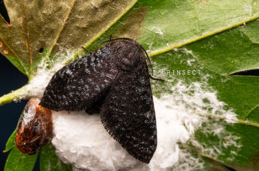 [곤충][기생주의]매미에 기생하는 나방입니다._4.jpg