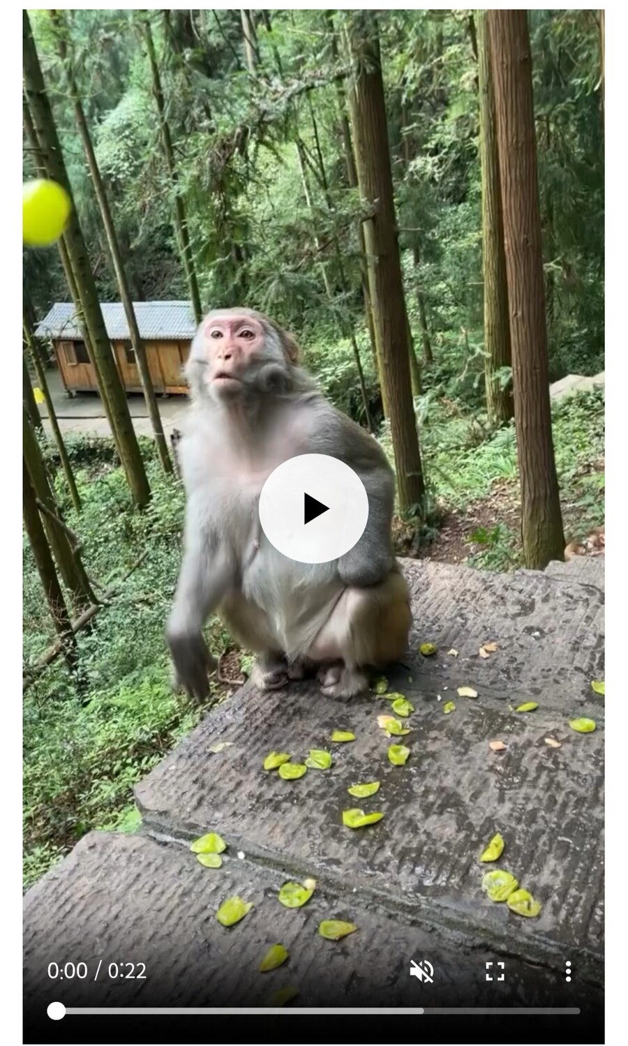원숭이를 음식으로 속이는 방법...ㄷㄷㄷ_1.jpg