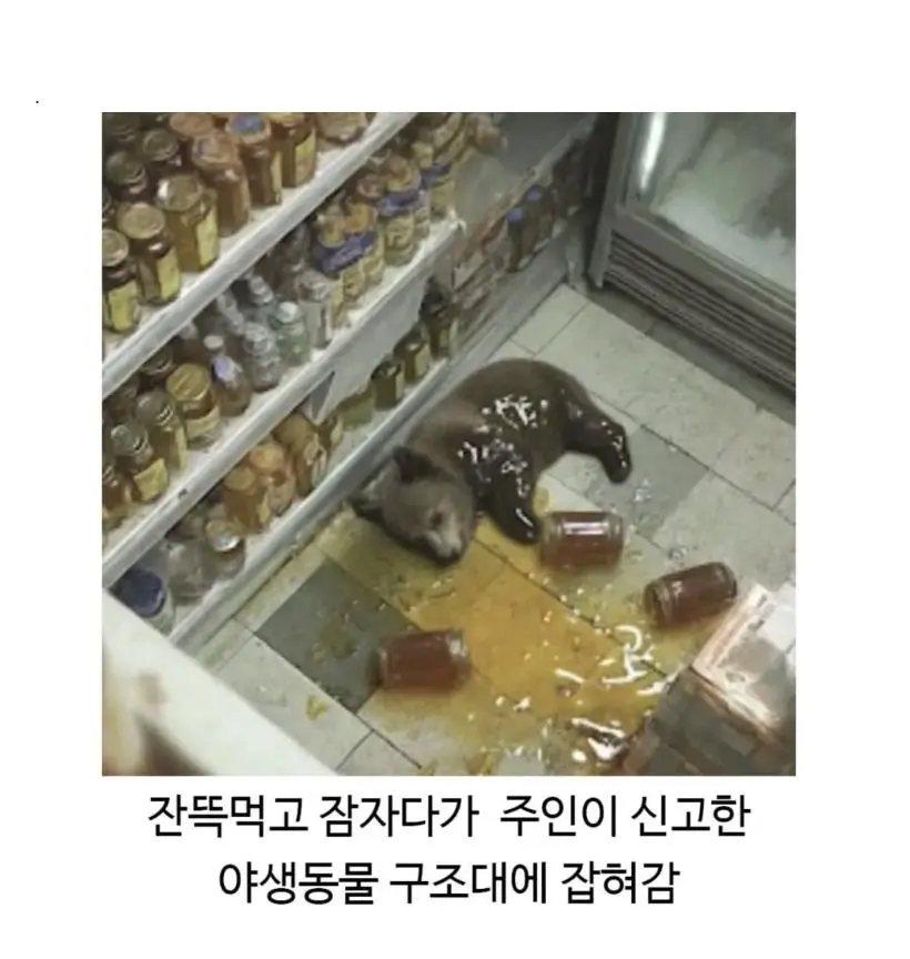혈당 스파이크 온 불곰_2.webp