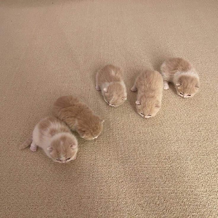 5개 조랭이떡.jpg_1.jpg