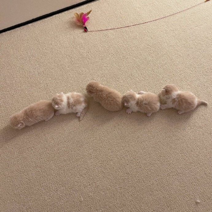 5개 조랭이떡.jpg_5.jpg