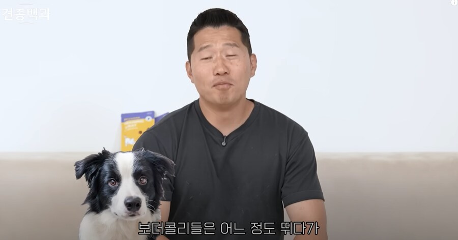 보더콜리보다도 더하다는 견종.JPG_1.png