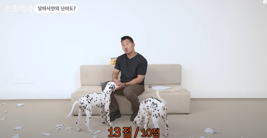 보더콜리보다도 더하다는 견종.JPG_7.png