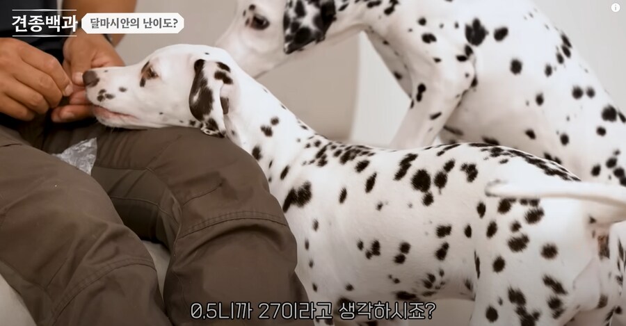 보더콜리보다도 더하다는 견종.JPG_12.png