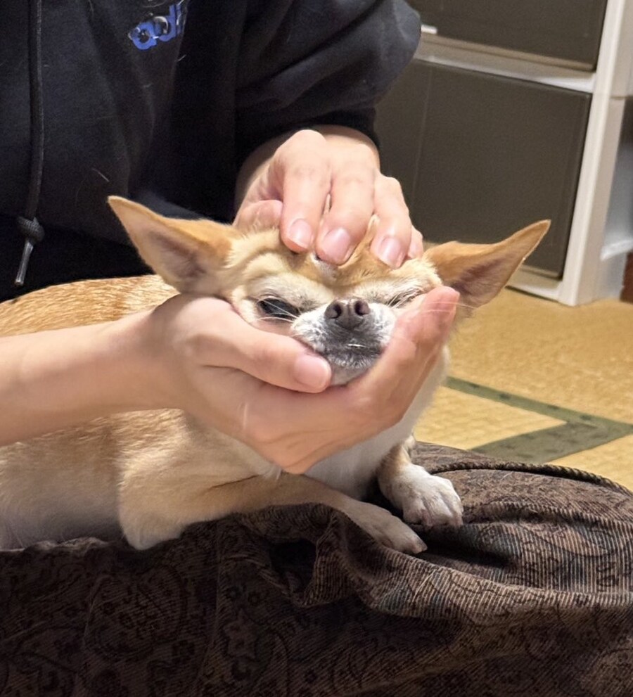 강아지 키우는 사람들이 꼭 하는거_1.jpg