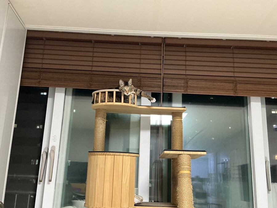 오늘도 표독한 우리 괭이 할망구_1.png