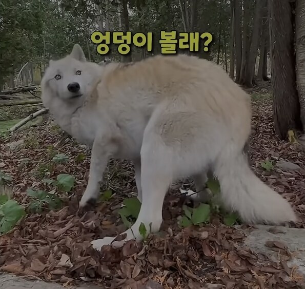 관리자 자지? 엉덩이 보여줌 빨리 들어왕!!_1.jpg