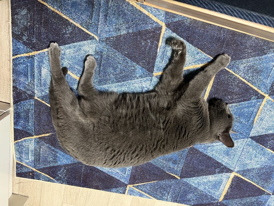 뭐야 이 돼지 이거_1.jpg