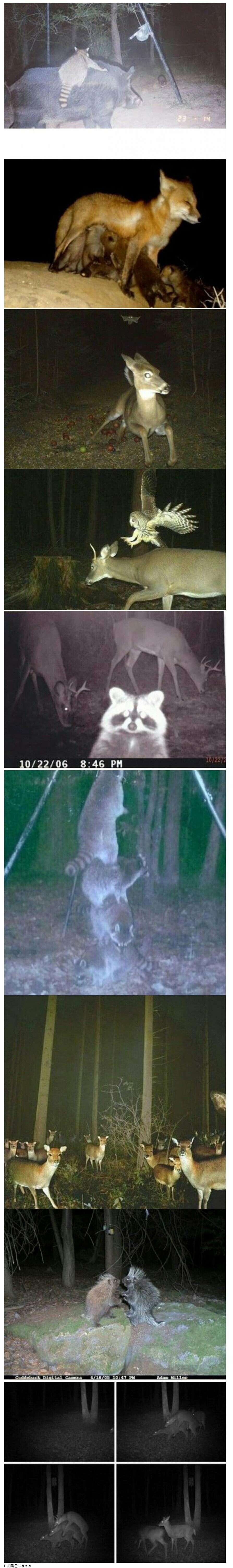 숲에 cctv를 설치해보았다_1.jpg