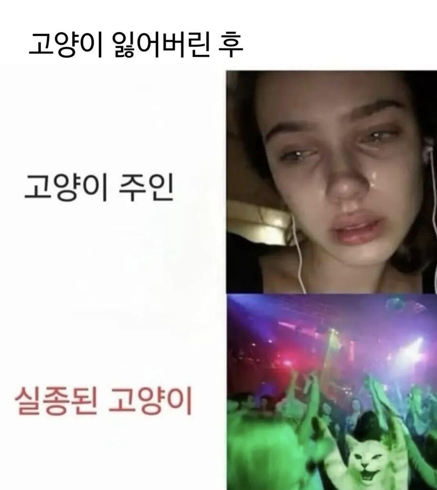 고양이 잃어버린 후 ㅋㅋㅋㅋㅋ_1.jpg