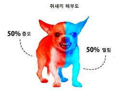 치와와 낭설은 어디서 퍼지거지?_1.jpg