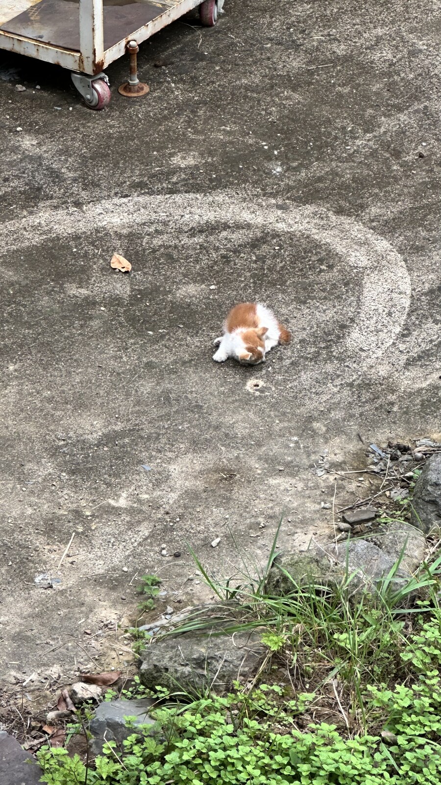 결국 죽어가던 놈 살려봤다_1.jpg