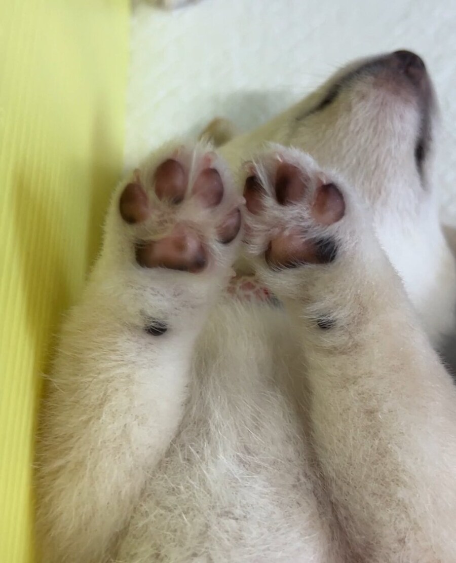 잠든 강아지.gif_1.jpg