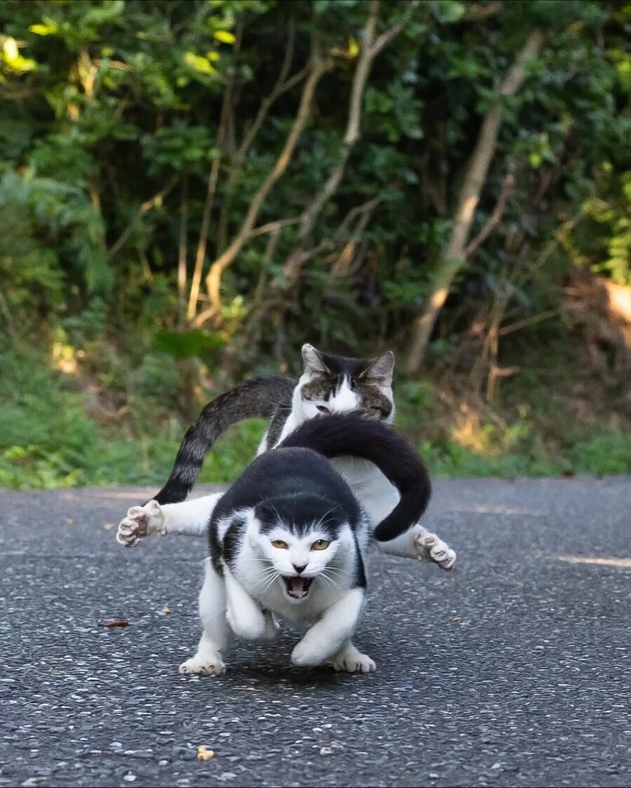 길냥이 찰나를 포착한 일본 사진가..._4.jpg