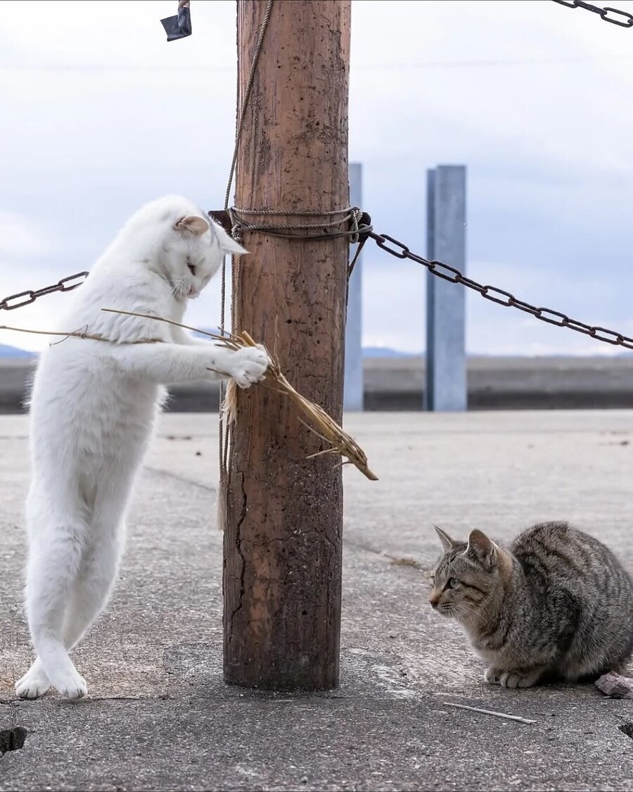 길냥이 찰나를 포착한 일본 사진가..._8.jpg