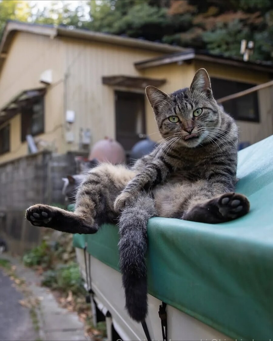 길냥이 찰나를 포착한 일본 사진가..._18.jpg