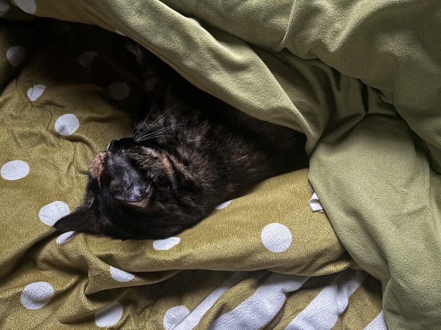 고양이 아픈거 다 낫더니_1.jpg