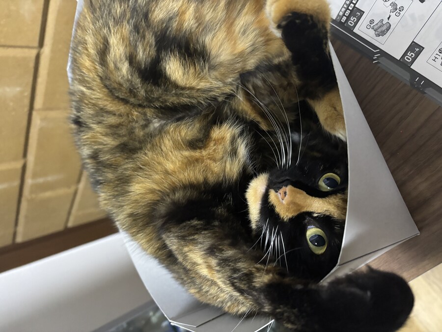 고양이 아픈거 다 낫더니_2.jpg