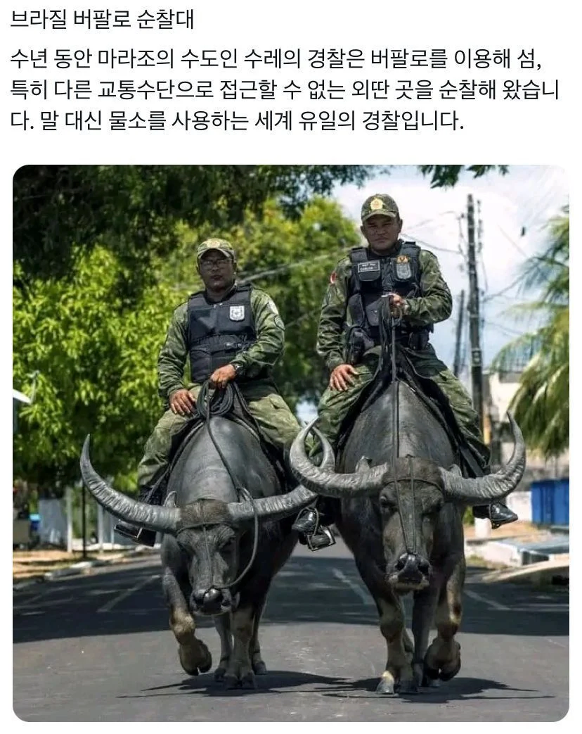 충격과 공포의 브라질 물소 경찰.gif_1.webp