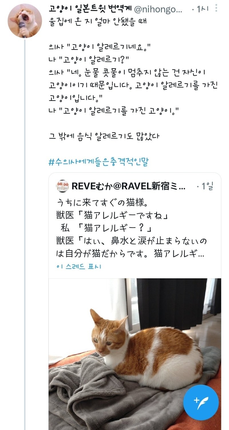 고양이 알레르기를 가진 고양이_1.jpg