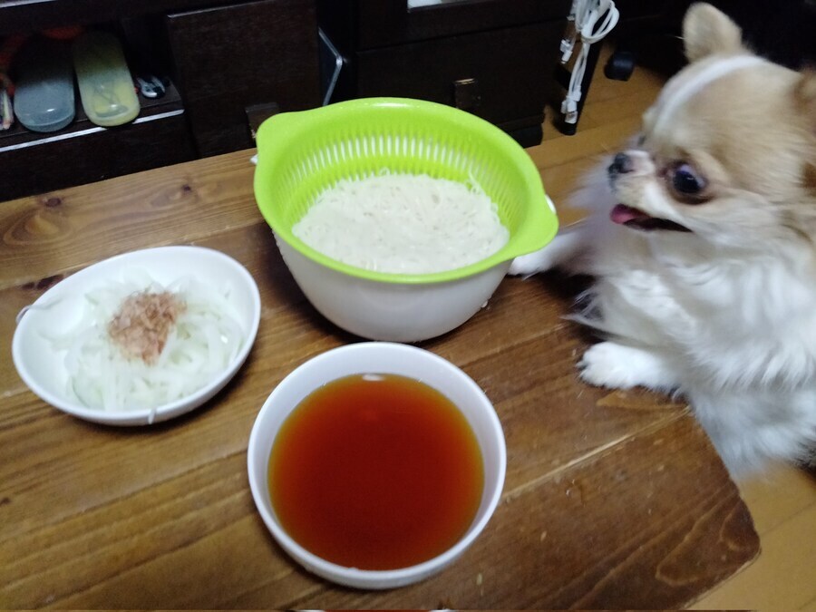 눈까리가 돌아버린 강아지_1.jpg