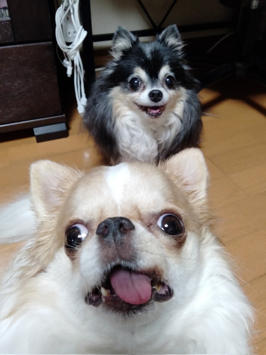 눈까리가 돌아버린 강아지_4.jpg