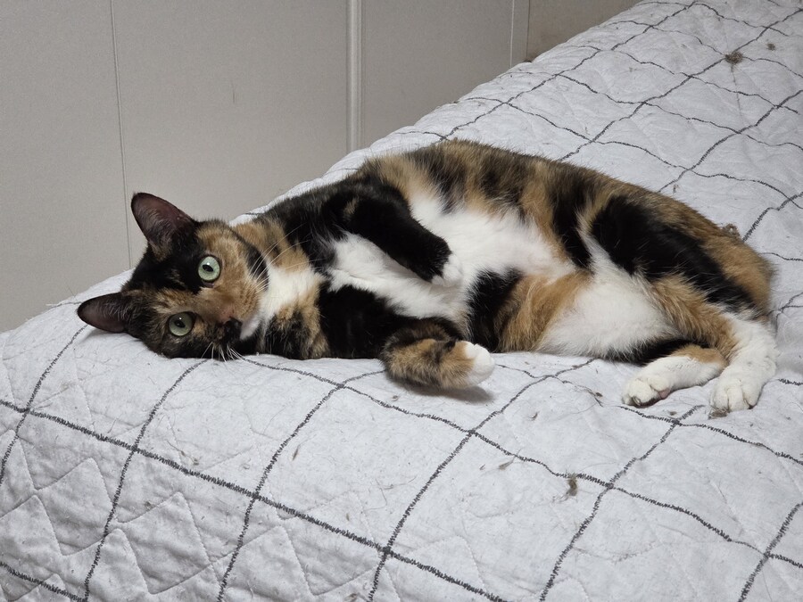 저의 14살 고양이를 떠나 보냈습니다_2.jpg