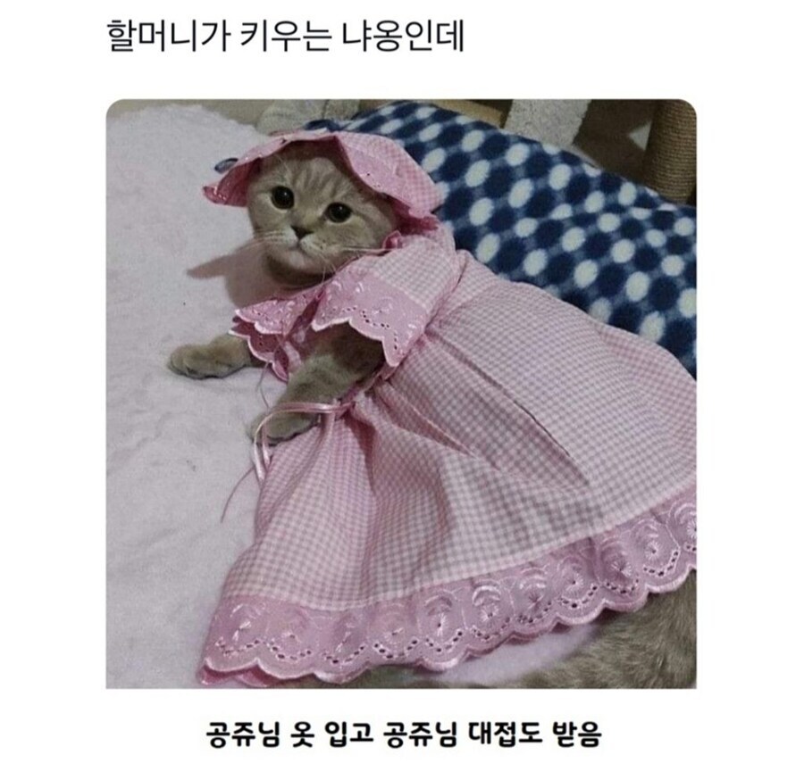 할머니가 키우는 야옹이_1.jpg