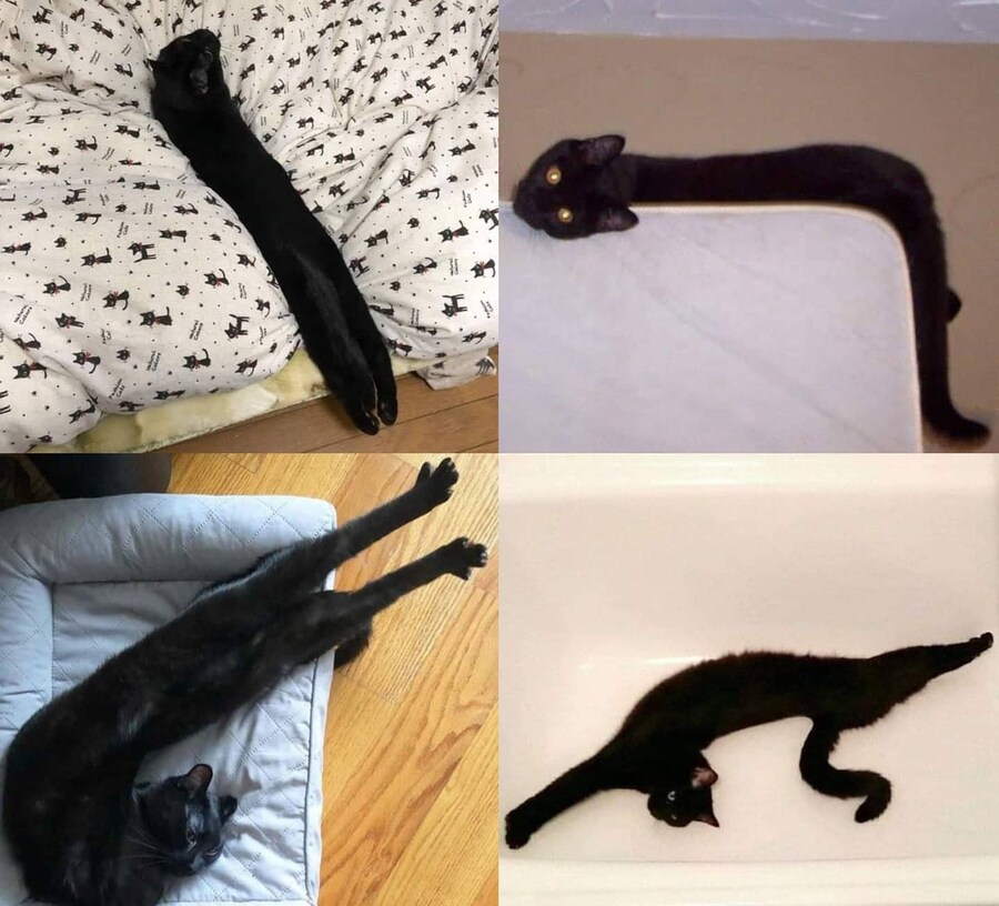 고양들 중에서도 독보적으로 기묘한 종류_1.jpg