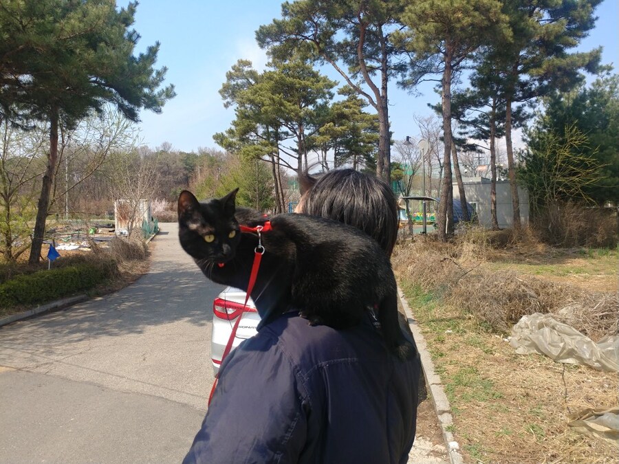 인기없는 검은 똥괭이 산책_2.jpg