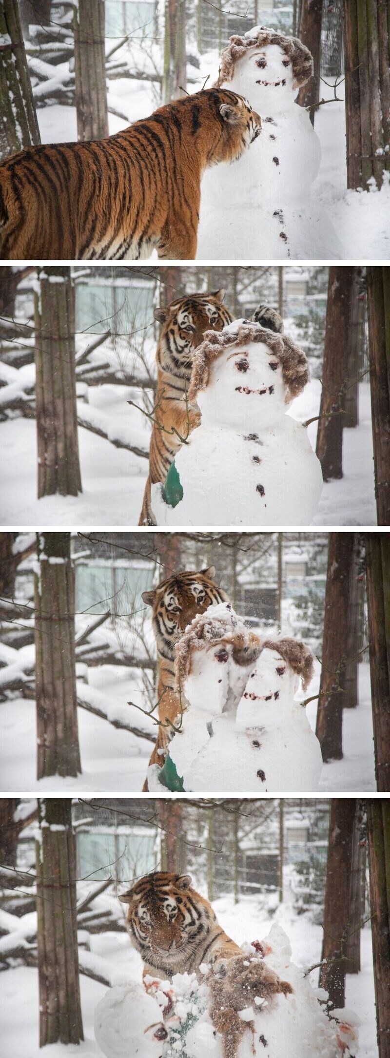공포) 사람 머리 반갈죽하는 호랑이_1.jpg