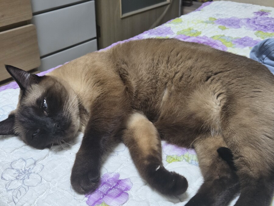 이렇게 날씬한데 어머니에게 살쩠다고 잔소리 들음 ㅠㅠ_9.jpg