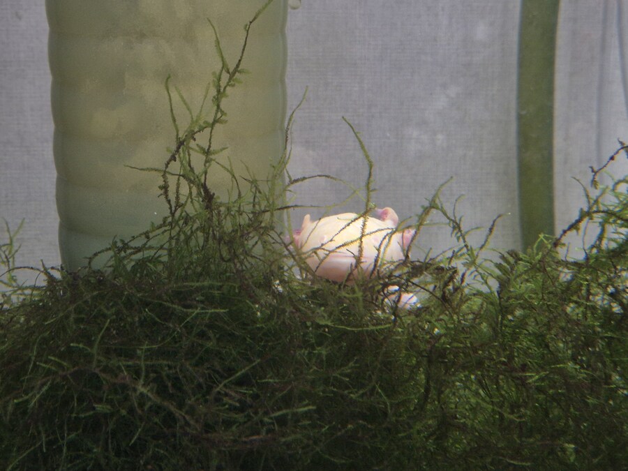 수조)지켜보는 럼프_1.jpg